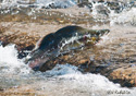 Oncorhynchus gorbuscha